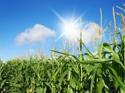 Crédito Shutterstock