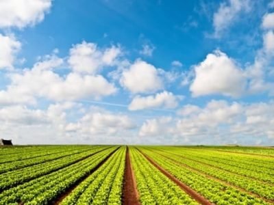 Crédito Shutterstock