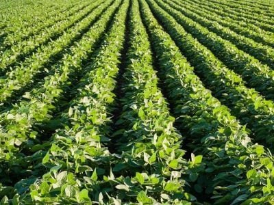 Crédito Shutterstock