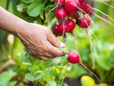 Crédito Shutterstock