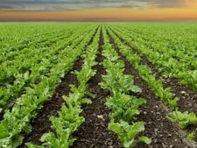 Crédito Shutterstock