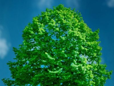 Crédito-Shutterstock