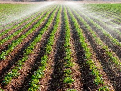 Crédito Shutterstock