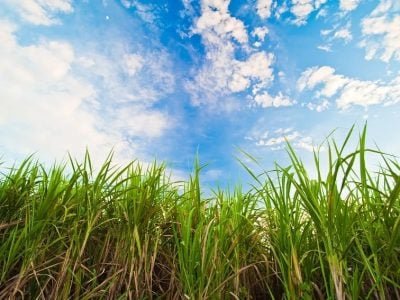 Crédito Shutterstock