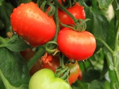 Crédito Shutterstock