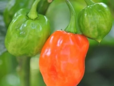 Crédito Shutterstock