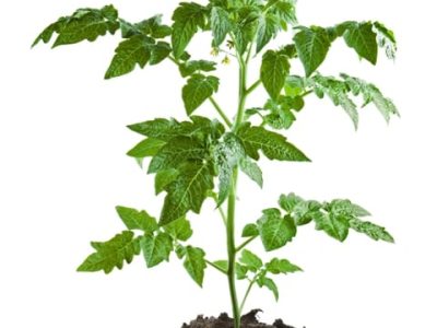 Crédito Shutterstock