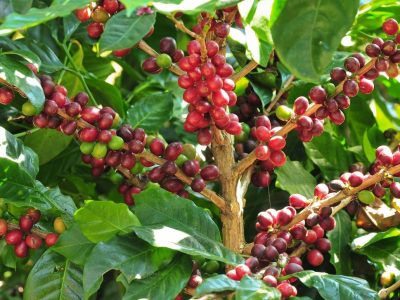 Foto 01 – Crédito Shutterstock Crédito Shutterstock