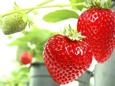 Crédito Shutterstock