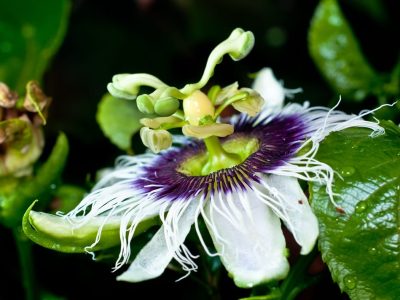 Crédito Shutterstock