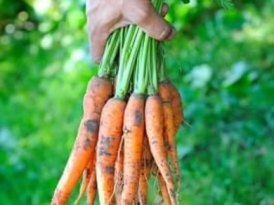 Crédito Shutterstock