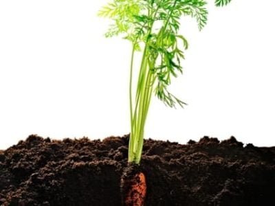 Crédito Shutterstock