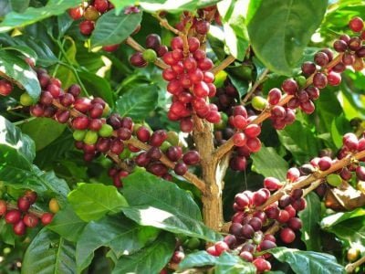 Crédito Shutterstock