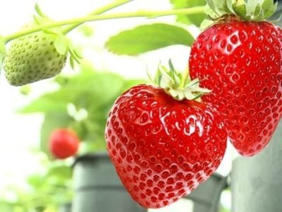 Crédito Shutterstock