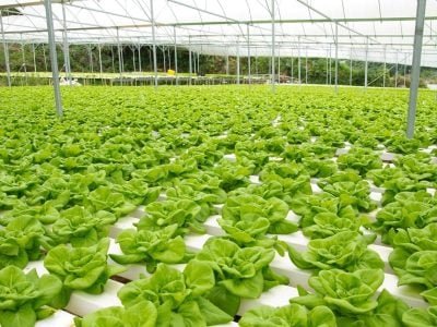 Crédito Shutterstock