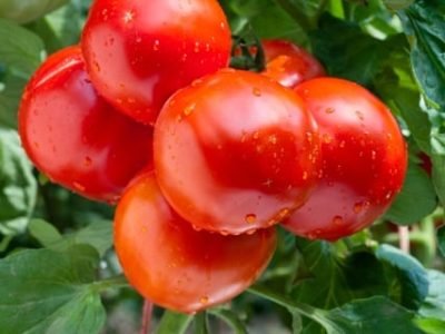 Crédito Shutterstock