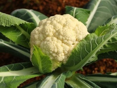 Crédito Shutterstock