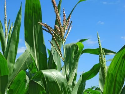 Crédito Shutterstock