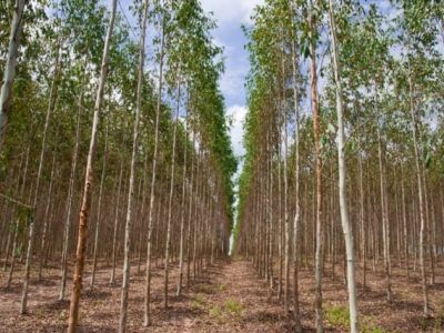 Crédito Shutterstock