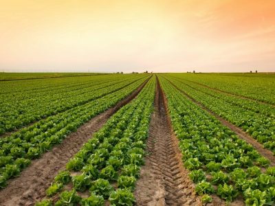 Crédito Shutterstock