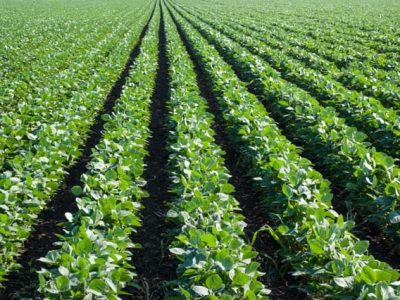 Crédito Shutterstock