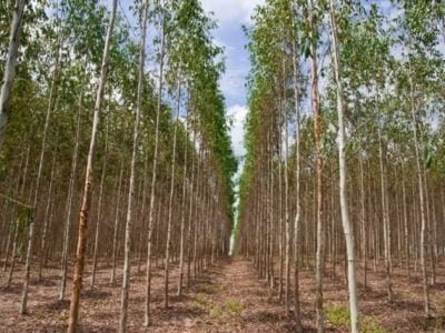 Crédito Shutterstock