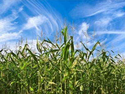 Crédito Shutterstock