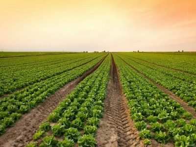 Crédito Shutterstock