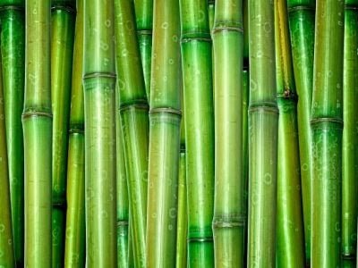 Crédito-Shutterstock