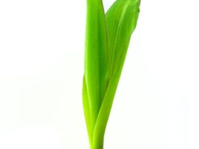 Crédito Shutterstock