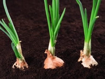 Crédito Shutterstock