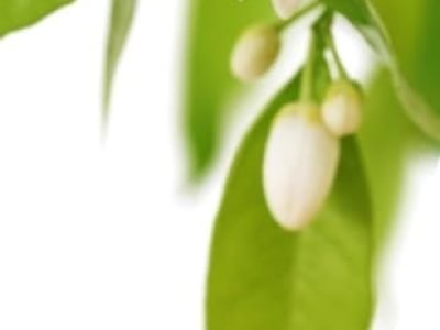 Crédito Shutterstock