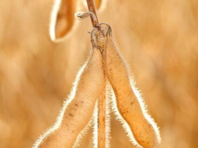 Crédito Shutterstock