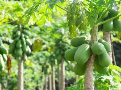 Crédito Shutterstock