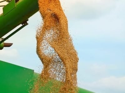 Crédito Shutterstock