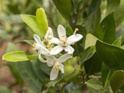 Crédito Shutterstock