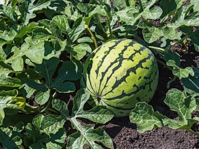 Crédito Shutterstock