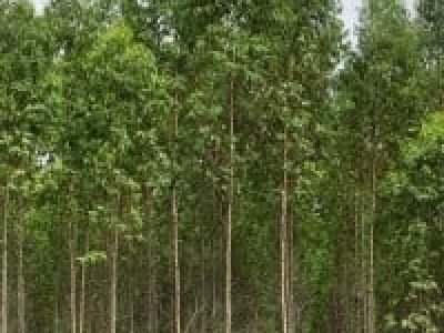 Foto-01-Crédito-Shuttertock-200x300