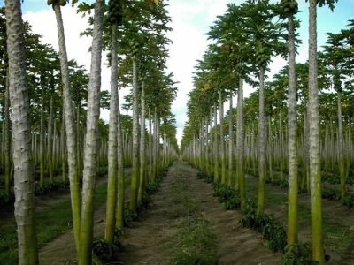 Fosfito é solução para pinta-preta do mamoeiro - Crédito Sudoeste