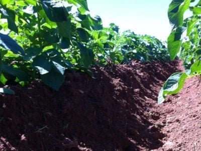 Crédito Tiago Costa