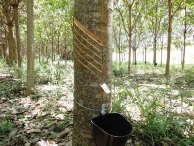 Crédito Usina Santa Helena