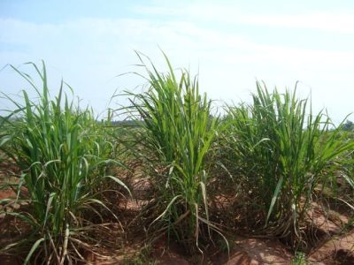 Crédito Valéria Lopes