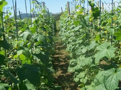 Crédito Valter Arthur