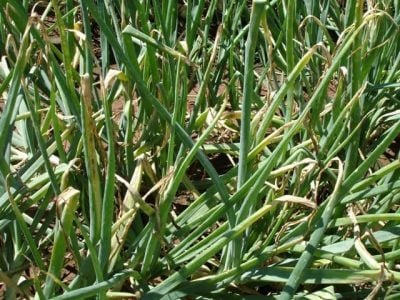 Crédito Valter Rodrigues Oliveira