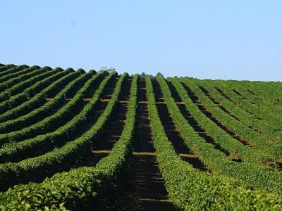 Crédito Veloso Trading