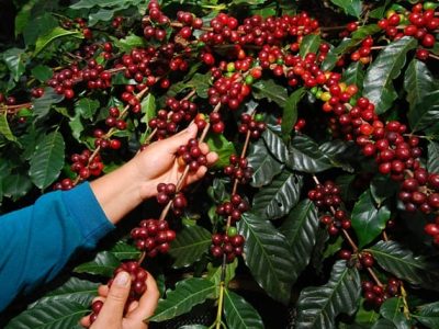 Crédito Veloso Trading