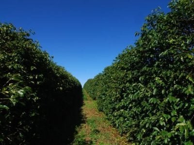 Crédito Veloso Trading