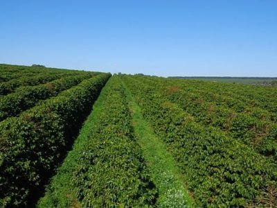 Crédito Veloso Trading