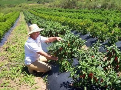 Crédito Vera Tuchtechagen
