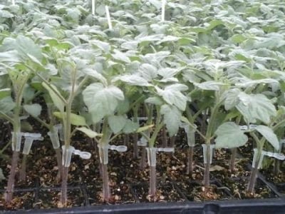 Crédito Viveiro Celeiro Verde